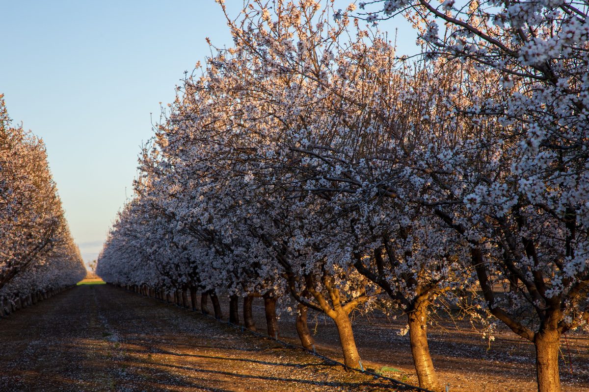 Rows of almond trees in bloom in a San Joaquin Valley orchard under a clear blue sky